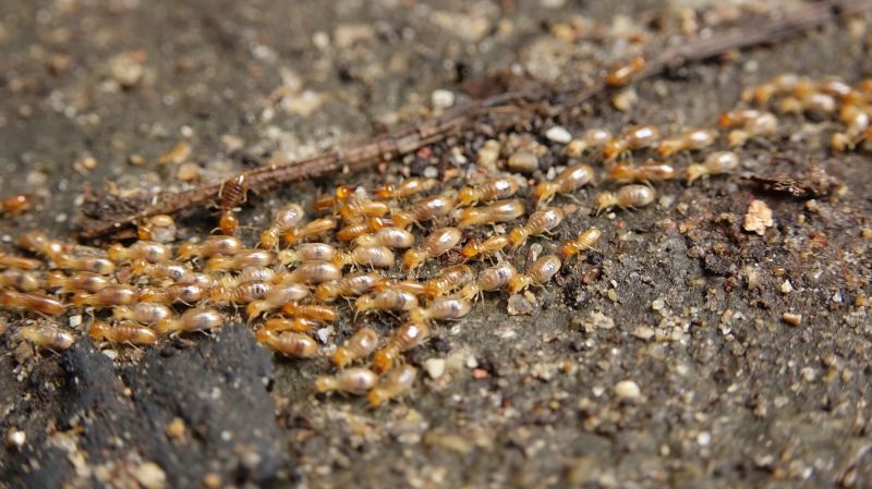 Termite Swarmers