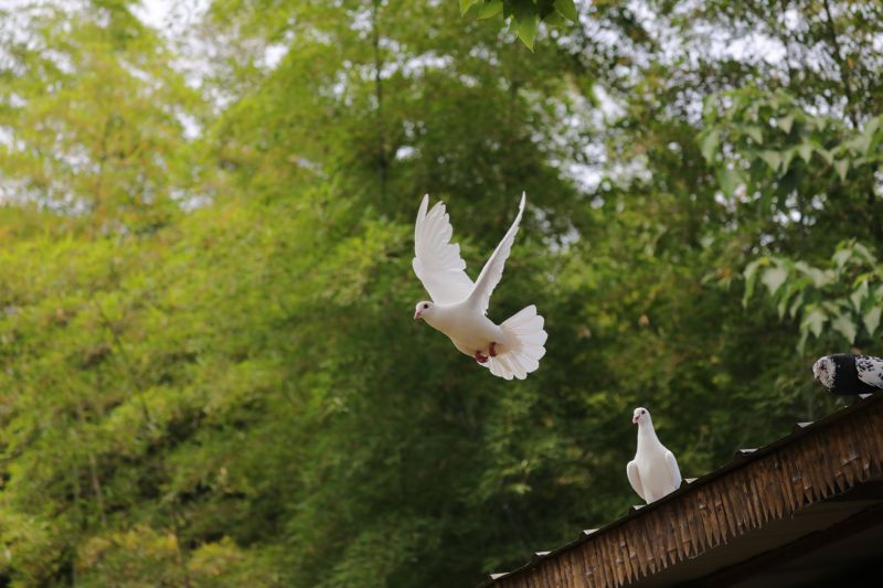 Products For Roof Bird Exclusions in use