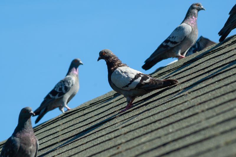 Roof Bird Exclusion