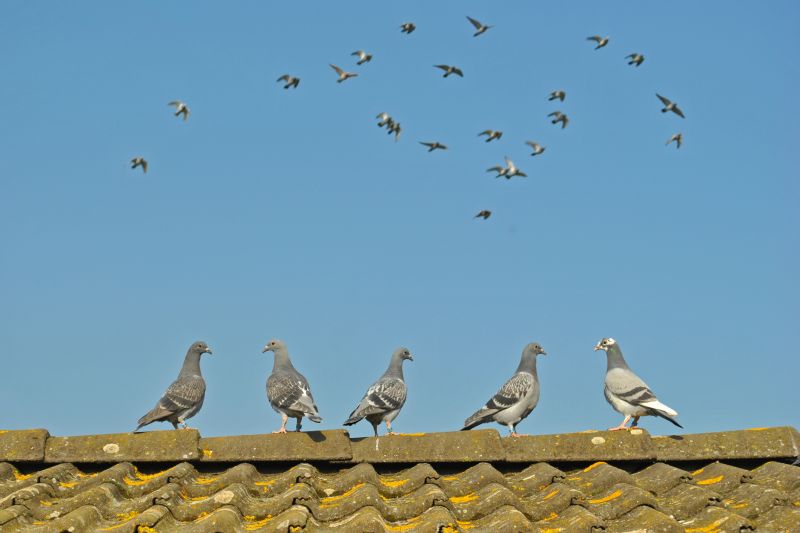 Roof Bird Exclusion