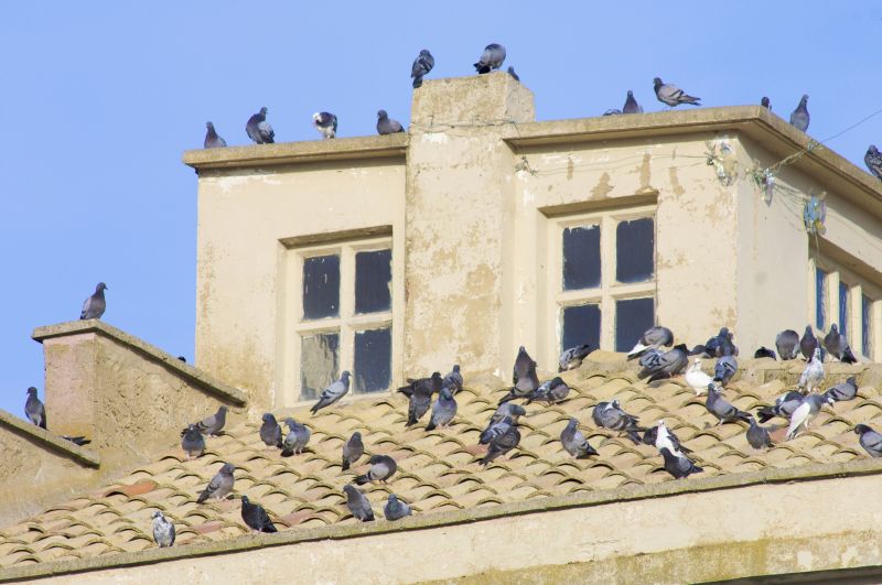 Roof Bird Exclusion