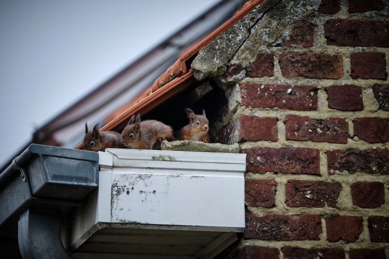 Birds Nesting on Roof