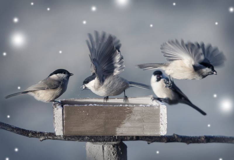 Why Birds Nest Inside Dryer Vents And Exhaust Pipes