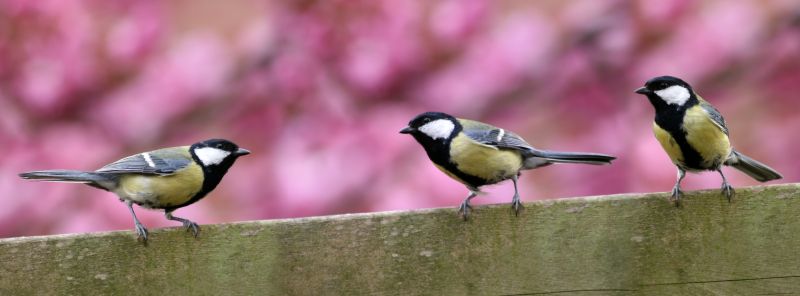 Why Birds Nest Inside Dryer Vents And Exhaust Pipes