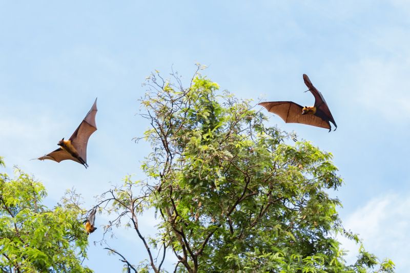 Why Commercial Bird And Bat Control Requires Professional Solutions